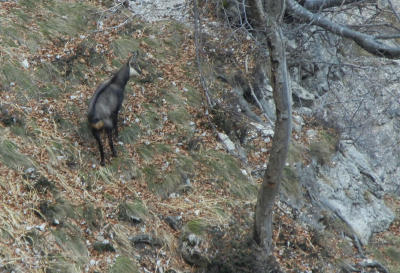 Rupicapra rupicapra.....dal Trentino Alto Adige